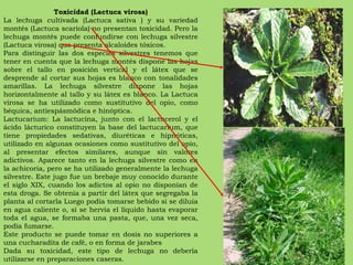 Toxicidad (Lactuca virosa) La lechuga cultivada (Lactuca sativa ) y su variedad montés (Lactuca scariola) no presentan toxicidad. Pero la lechuga montés puede confundirse con lechuga silvestre (Lactuca virosa) que presenta alcaloides tóxicos. Para distinguir las dos especies silvestres tenemos que tener en cuenta que la lechuga montés dispone las hojas sobre el tallo en posición vertical y el látex que se desprende al cortar sus hojas es blanco con tonalidades amarillas. La lechuga silvestre dispone las hojas horizontalmente al tallo y su látex es blanco. La Lactuca virosa se ha utilizado como sustitutivo del opio, como béquica, antiespásmódica e hinóptica.  Lactucarium: La lactucina, junto con el lactucerol y el ácido lácturico constituyen la base del lactucarium, que tiene propiedades sedativas, diuréticas e hipnóticas, utilizado en algunas ocasiones como sustitutivo del opio, al presentar efectos similares, aunque sin valores adictivos. Aparece tanto en la lechuga silvestre como en la achicoria, pero se ha utilizado generalmente la lechuga silvestre. Este jugo fue un brebaje muy conocido durante el siglo XIX, cuando los adictos al opio no disponían de esta droga. Se obtenía a partir del látex que segregaba la planta al cortarla Luego podía tomarse bebido si se diluía en agua caliente o, si se hervía el líquido hasta evaporar toda el agua, se formaba una pasta, que, una vez seca, podía fumarse.  Este producto se puede tomar en dosis no superiores a una cucharadita de café, o en forma de jarabes  Dada su toxicidad, este tipo de lechuga no debería utilizarse en preparaciones caseras.  