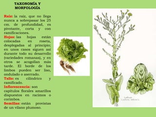 TAXONOMÍA Y MORFOLOGÍA Raíz:  la raíz, que no llega nunca a sobrepasar los 25 cm. de profundidad, es pivotante, corta y con ramificaciones. Hojas:  las hojas están colocadas en roseta, desplegadas al principio; en unos casos siguen así durante todo su desarrollo (variedades romanas), y en otros se acogollan más tarde. El borde de los limbos pueden ser liso, ondulado o aserrado. Tallo:  es cilíndrico y ramificado. Inflorescencia:  son capítulos florales amarillos dispuestos en racimos o corimbos. Semillas:  están provistas de un vilano plumoso. 