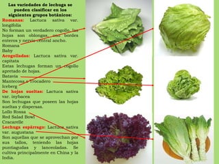 Las variedades de lechuga se pueden clasificar en los siguientes grupos botánicos: Romanas:  Lactuca sativa var. longifolia No forman un verdadero cogollo, las hojas son oblongas, con bordes enteros y nervio central ancho.  Romana Baby Acogolladas:  Lactuca sativa var. capitata Estas lechugas forman un cogollo apretado de hojas. Batavia Mantecosa o Trocadero Iceberg De hojas sueltas:  Lactuca sativa var. inybacea Son lechugas que poseen las hojas sueltas y dispersas. Lollo Rossa Red Salad Bowl Cracarelle Lechuga espárrago:  Lactuca sativa var. augustana Son aquellas que se aprovechan por sus tallos, teniendo las hojas puntiagudas y lanceoladas. Se cultiva principalmente en China y la India. 