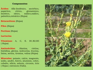 Componentes: Ácidos:  Alfa-linolénico, ascórbico, aspártico, cítrico, glutamínico, linoleico, oleico, málico,oxálico, palmitico,esteárico (Hojas) Betacaróteno  (Hojas) Fibra  (Hojas) Pectinas  (Hojas) Lactucina Vitaminas:  A, C, E. B1.B2.B3 ( Hojas) Aminoácidos:  Alanina, cistina, histidina, glicina, isoleucina, leucina, lisina, serina, tirosina, valina (Hojas) Minerales:  potasio, calcio, magnesio, sodio, azufre, hierro, aluminio, cobre, cobalto, silicio, selenio, circonio, itrio ( Hojas ) estroncio (Tallo). 