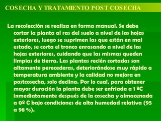 COSECHA Y TRATAMIENTO POST COSECHA La recolección se realiza en forma manual. Se debe cortar la planta al ras del suelo a nivel de las hojas exteriores, luego se suprimen las que están en mal estado, se corta el tronco enrasando a nivel de las hojas exteriores, cuidando que las mismas queden limpias de tierra. Las plantas recién cortadas son altamente perecederas, deteriorándose muy rápido a temperatura ambiente y la calidad no mejora en postcosecha, solo declina. Por lo cual, para obtener mayor duración la planta debe ser enfriada a 1 ºC inmediatamente después de la cosecha y almacenada a 0º C bajo condiciones de alta humedad relativa (95 a 98 %). 