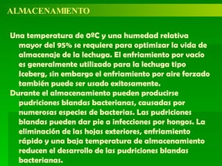 ALMACENAMIENTO Una temperatura de 0ºC y una humedad relativa mayor del 95% se requiere para optimizar la vida de almacenaje de la lechuga. El enfriamiento por vacío es generalmente utilizado para la lechuga tipo Iceberg, sin embargo el enfriamiento por aire forzado también puede ser usado exitosamente. Durante el almacenamiento pueden producirse pudriciones blandas bacterianas, causadas por numerosas especies de bacterias. Las pudriciones blandas pueden dar pie a infecciones por hongos. La eliminación de las hojas exteriores, enfriamiento rápido y una baja temperatura de almacenamiento reducen el desarrollo de las pudriciones blandas bacterianas. 