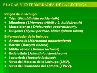 PLAGAS Y ENFERMEDADES DE LA LECHUGA Plagas de la lechuga Trips ( Frankliniella occidentalis ) Minadores ( Liriomyza trifolii  y  L. huidobrensis ) Mosca blanca ( Trialeurodes vaporariorum ). Pulgones ( Myzus persicae ,  Macrosiphum solani ) Enfermedades de la lechuga Antracnosis ( Marssonina panattoniana ) Botritis ( Botrytis cinerea ) Mildiu velloso ( Bremia lactucae ) Esclerotinia ( Sclerotinia sclerotiorum ) Septoriosis ( Septoria lactucae ) Virus del Mosaico de la Lechuga (LMV). Virus del Bronceado del Tomate (TSWV). 