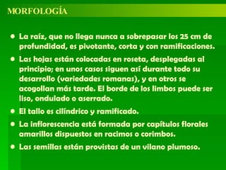 MORFOLOGÍA La raíz, que no llega nunca a sobrepasar los 25 cm de profundidad, es pivotante, corta y con ramificaciones. Las hojas están colocadas en roseta, desplegadas al principio; en unos casos siguen así durante todo su desarrollo (variedades romanas), y en otros se acogollan más tarde. El borde de los limbos puede ser liso, ondulado o aserrado. El tallo es cilíndrico y ramificado. La inflorescencia está formada por capítulos florales amarillos dispuestos en racimos o corimbos. Las semillas están provistas de un vilano plumoso. 