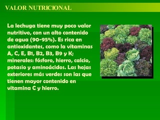 VALOR NUTRICIONAL La lechuga tiene muy poco valor nutritivo, con un alto contenido de agua (90-95%). Es rica en antioxidantes, como la vitaminas A, C, E, B1, B2, B3, B9 y K; minerales: fósforo, hierro, calcio, potasio y aminoácidos. Las hojas exteriores más verdes son las que tienen mayor contenido en vitamina C y hierro. 