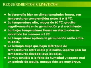 REQUERIMIENTOS CLIMÁTICOS Se desarrolla bien en climas templados frescos, con temperaturas comprendidas entre 13 y 18 ºC. La temperatura alta, mayor de 30 ºC, gravita negativamente en la germinación y el crecimiento. Las bajas temperaturas tienen un efecto adverso, sobretodo las menores a 5 ºC.  La temperatura óptima de germinación oscila entre 18-20ºC. La lechuga exige que haya diferencia de temperaturas entre el día y la noche. Soporta peor las temperaturas elevadas que las bajas. Es muy sensible a la falta de humedad y soporta mal un periodo de sequía, aunque éste sea muy breve. 