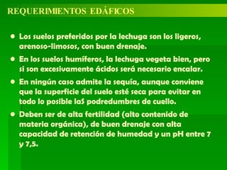 REQUERIMIENTOS EDÁFICOS Los suelos preferidos por la lechuga son los ligeros, arenoso-limosos, con buen drenaje. En los suelos humíferos, la lechuga vegeta bien, pero si son excesivamente ácidos será necesario encalar. En ningún caso admite la sequía, aunque conviene que la superficie del suelo esté seca para evitar en todo lo posible laS podredumbres de cuello. Deben ser de alta fertilidad (alto contenido de materia orgánica), de buen drenaje con alta capacidad de retención de humedad y un pH entre 7 y 7,5. 