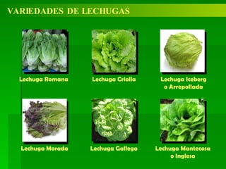 VARIEDADES DE LECHUGAS Lechuga Iceberg o Arrepollada Lechuga Criolla Lechuga Romana Lechuga Mantecosa o Inglesa Lechuga Gallega Lechuga Morada 