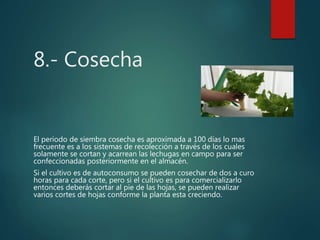 8.- Cosecha
El periodo de siembra cosecha es aproximada a 100 días lo mas
frecuente es a los sistemas de recolección a través de los cuales
solamente se cortan y acarrean las lechugas en campo para ser
confeccionadas posteriormente en el almacén.
Si el cultivo es de autoconsumo se pueden cosechar de dos a curo
horas para cada corte, pero si el cultivo es para comercializarlo
entonces deberás cortar al pie de las hojas, se pueden realizar
varios cortes de hojas conforme la planta esta creciendo.
 