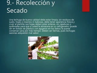 9.- Recolección y
Secado
Una lechuga de buena calidad debe estar limpia, sin residuos de
suelo, hojas o insectos ni babosas, debe tener apariencia fresca y
crujir al partirla; sus hojas deben estar enteras, sin rajaduras o
quebradas para que si usted la almacena en su refrigerador (puede
ser en bolsas de plástico con agujeros en los lados) la pueda
conservar sana por más tiempo. Deben ser tiernas, pues lechugas
sazonas adquieren mal sabor.
 