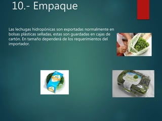 10.- Empaque
Las lechugas hidropónicas son exportadas normalmente en
bolsas plásticas selladas, estas son guardadas en cajas de
cartón. En tamaño dependerá de los requerimientos del
importador.
 