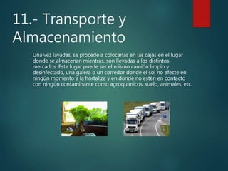 11.- Transporte y
Almacenamiento
Una vez lavadas, se procede a colocarlas en las cajas en el lugar
donde se almacenan mientras, son llevadas a los distintos
mercados. Este lugar puede ser el mismo camión limpio y
desinfectado, una galera o un corredor donde el sol no afecte en
ningún momento a la hortaliza y en donde no estén en contacto
con ningún contaminante como agroquímicos, suelo, animales, etc.
 