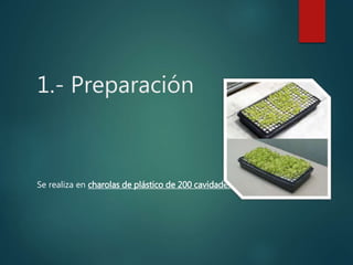 1.- Preparación
Se realiza en charolas de plástico de 200 cavidades.
 