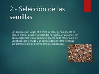 2.- Selección de las
semillas
Las semillas son largas (4-5 mm) su color generalmente es
blanco crema, aunque también las hay pardas y castañas; hay
aproximadamente 800 semillas x gramo en la mayoría de las
variedades de lechuga y se puede adquirir como semillas
propiamente dichas o como semillas peletizadas.
 
