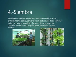 4.-Siembra
Se realiza en charola de plástico, utilizando como sustrato
principalmente perlita, sembrando en cada cavidad dos semillas
a cinco mm de profundidad. Después de emergidas las
plántulas se eliminaran las plántulas mas débiles de cada
cavidad.
 