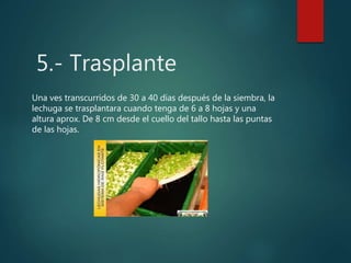 5.- Trasplante
Una ves transcurridos de 30 a 40 días después de la siembra, la
lechuga se trasplantara cuando tenga de 6 a 8 hojas y una
altura aprox. De 8 cm desde el cuello del tallo hasta las puntas
de las hojas.
 