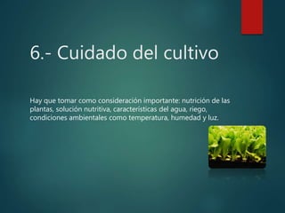 6.- Cuidado del cultivo
Hay que tomar como consideración importante: nutrición de las
plantas, solución nutritiva, características del agua, riego,
condiciones ambientales como temperatura, humedad y luz.
 