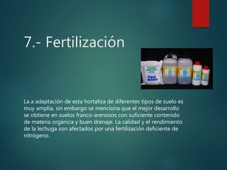 7.- Fertilización
La a adaptación de esta hortaliza de diferentes tipos de suelo es
muy amplia, sin embargo se menciona que el mejor desarrollo
se obtiene en suelos franco-arenosos con suficiente contenido
de materia orgánica y buen drenaje. La calidad y el rendimiento
de la lechuga son afectados por una fertilización deficiente de
nitrógeno.
 