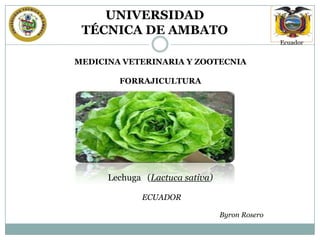 UNIVERSIDAD
TÉCNICA DE AMBATO
Ecuador

MEDICINA VETERINARIA Y ZOOTECNIA
FORRAJICULTURA

Lechuga (Lactuca sativa)
ECUADOR
Byron Rosero

 