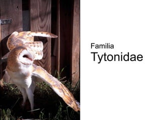 Familia Tytonidae 
