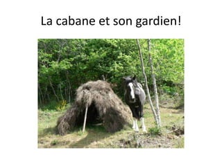 La cabane et son gardien!
 