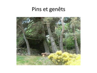 Pins et genêts
 
