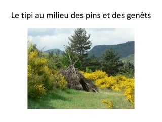 Le tipi au milieu des pins et des genêts
 