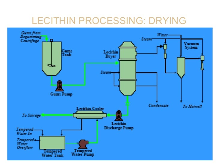 Lecithin