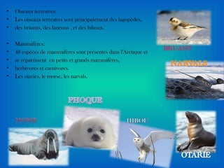 •   Oiseaux terrestres:
•   Les oiseaux terrestres sont principalement des lagopèdes,
•   des bruants, des faucons , et des hiboux.

•   Mammifères:
•   48 espèces de mammifères sont présentes dans l'Arctique et
•   se répartissent en petits et grands mammifères,
•   herbivores et carnivores.
•   Les otaries, le morse, les narvals.
 