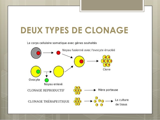 Le clonage