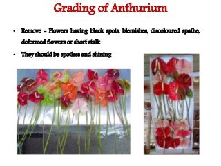 Cut flower and loose flower - Grading, packaging and storage techniques ...