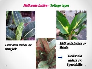 Heliconia - Species and Varieties - Production technology | PDF