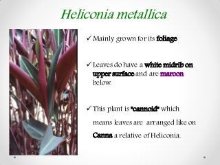 Heliconia - Species and Varieties - Production technology | PDF
