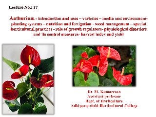 blattkaktus erde Sgeblattkaktus | Epiphyllum anguliger