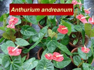 Anthurium andreanum
 
