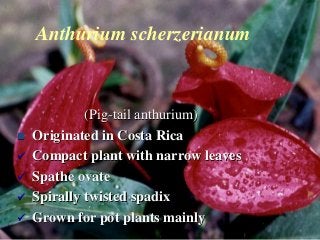 Anthurium scherzerianum
(Pig-tail anthurium)
 Originated in Costa Rica
 Compact plant with narrow leaves
 Spathe ovate
 Spirally twisted spadix
 Grown for pot plants mainly
 