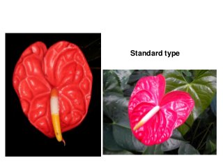 Standard type
 