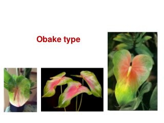 Obake type
 