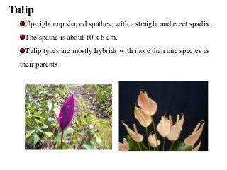 Tulip
Up-right cup shaped spathes, with a straight and erect spadix.
The spathe is about 10 x 6 cm.
Tulip types are mostly hybrids with more than one species as
their parents
 