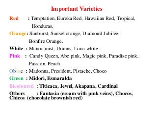 Important Varieties
Red : Temptation, Eureka Red, Hawaiian Red, Tropical,
Honduras.
Orange: Sunburst, Sunset orange, Diamond Jubilee,
Bonfire Orange.
White : Manoa mist, Uranus, Lima white.
Pink : Candy Queen, Abe pink, Magic pink, Paradise pink,
Passion, Peach
Obake : Madonna, President, Pistache, Choco
Green : Midori, Esmaralda
Bicoloured : Titicaca, Jewel, Akapana, Cardinal
Others : Fantasia (cream with pink veins), Chocos,
Chicos (chocolate brownish red)
 