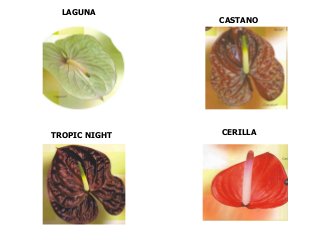 CASTANO
TROPIC NIGHT CERILLA
LAGUNA
 