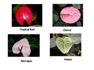 Tropical Red
Midori
Meringue
Cheers
 