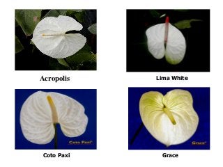 Acropolis Lima White
Coto Paxi Grace
 