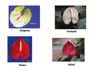 Akapana Fantasia
Flame Safari
 