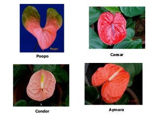 Poopo Caesar
Condor Aymara
 