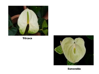 Titicaca
Esmeralda
 
