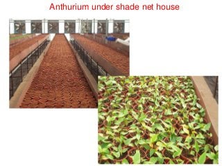 Anthurium under shade net house
 