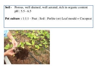 Soil - Porous, well drained, well aerated, rich in organic content
pH : 5.5 - 6.5
Pot culture : 1:1:1 - Peat : Soil : Perlite (or) Leaf mould + Cocopeat
 