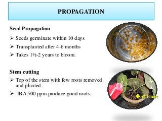 PROPAGATION
Seed Propagation
 Seeds germinate within 10 days
 Transplanted after 4-6 months
 Takes 1½-2 years to bloom.
Stem cutting
 Top of the stem with few roots removed
and planted.
 IBA 500 ppm produce good roots.  Cut here
 