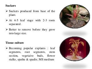Suckers
 Suckers produced from base of the
plant.
 At 4-5 leaf stage with 2-3 roots
separated.
 Better to remove before they grow
into large size.
Tissue culture
 Becoming popular explants : leaf
segments, root segments, stem
section, vegetaive buds, flower
stalks, spathe & spadix; MS medium
 